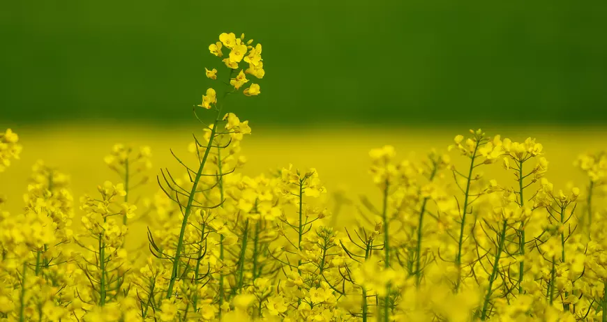 Літо